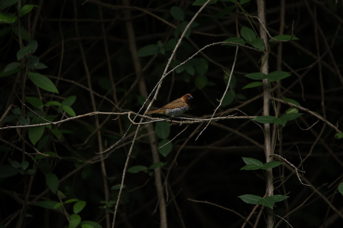 Scaly-breasted Munia - ML623350772