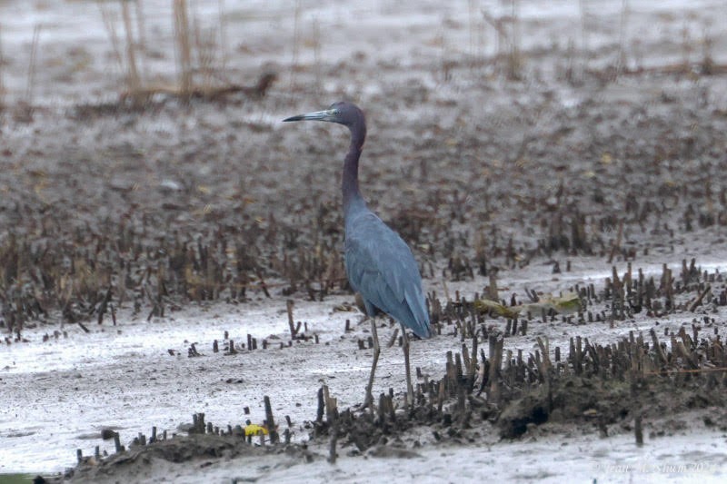 Little Blue Heron - ML623350773