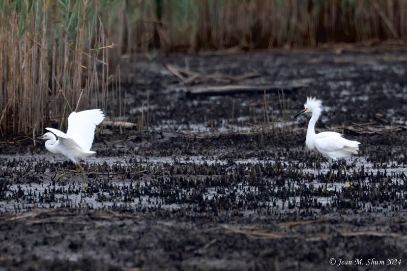 Snowy Egret - ML623350776