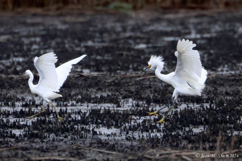 Snowy Egret - ML623350777