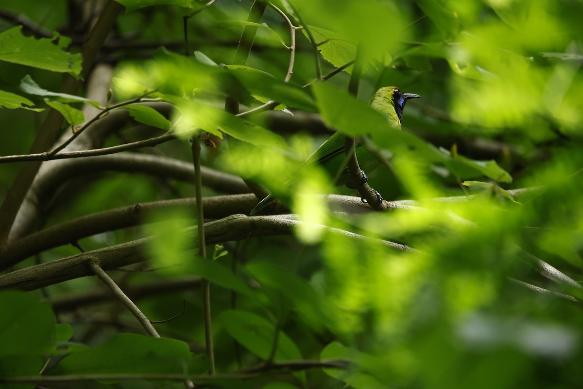 Golden-fronted Leafbird - ML623350818