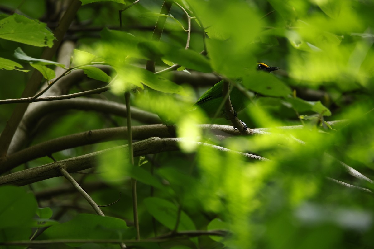 Golden-fronted Leafbird - ML623350819