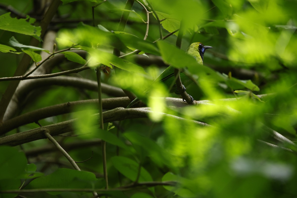 Golden-fronted Leafbird - ML623350820