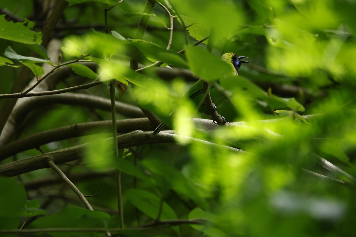 Golden-fronted Leafbird - ML623350821