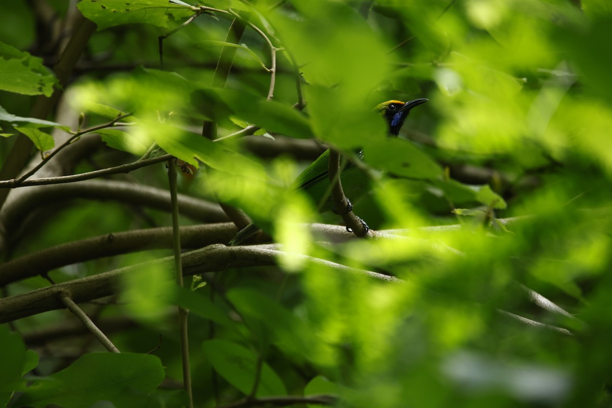 Golden-fronted Leafbird - ML623350822