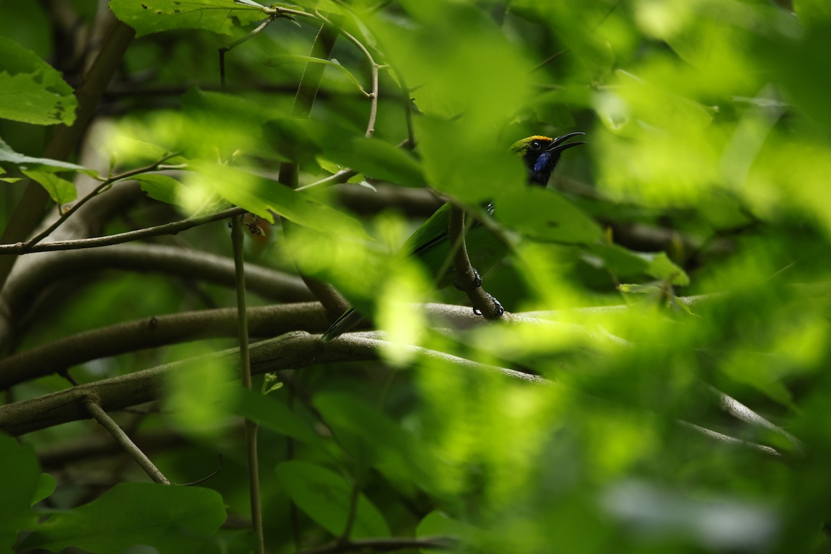 Golden-fronted Leafbird - ML623350823