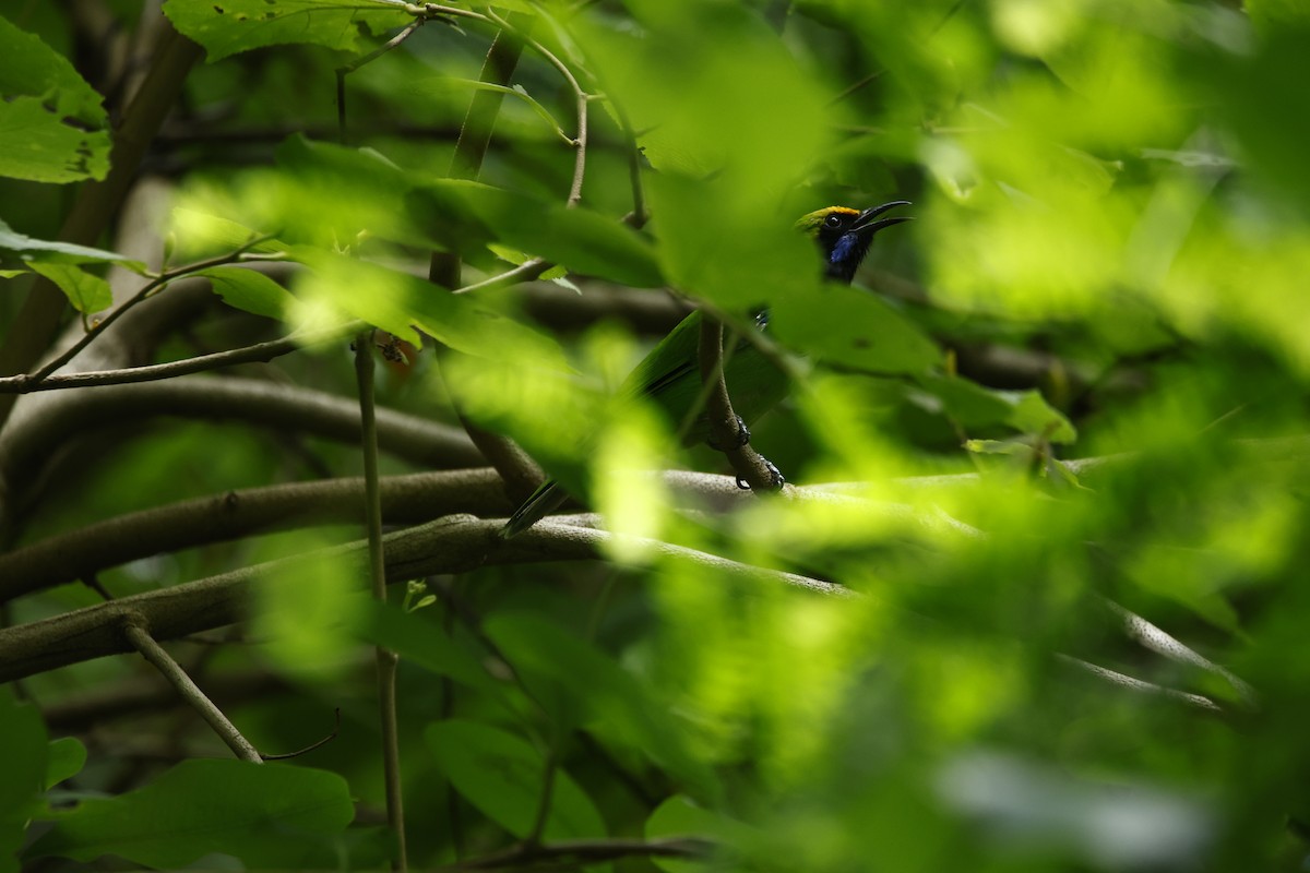 Golden-fronted Leafbird - ML623350824