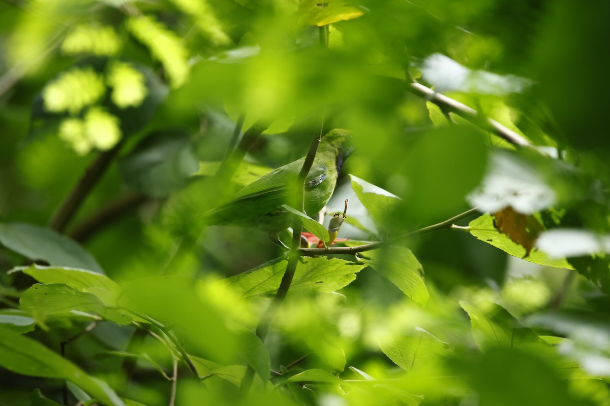 Golden-fronted Leafbird - ML623350825