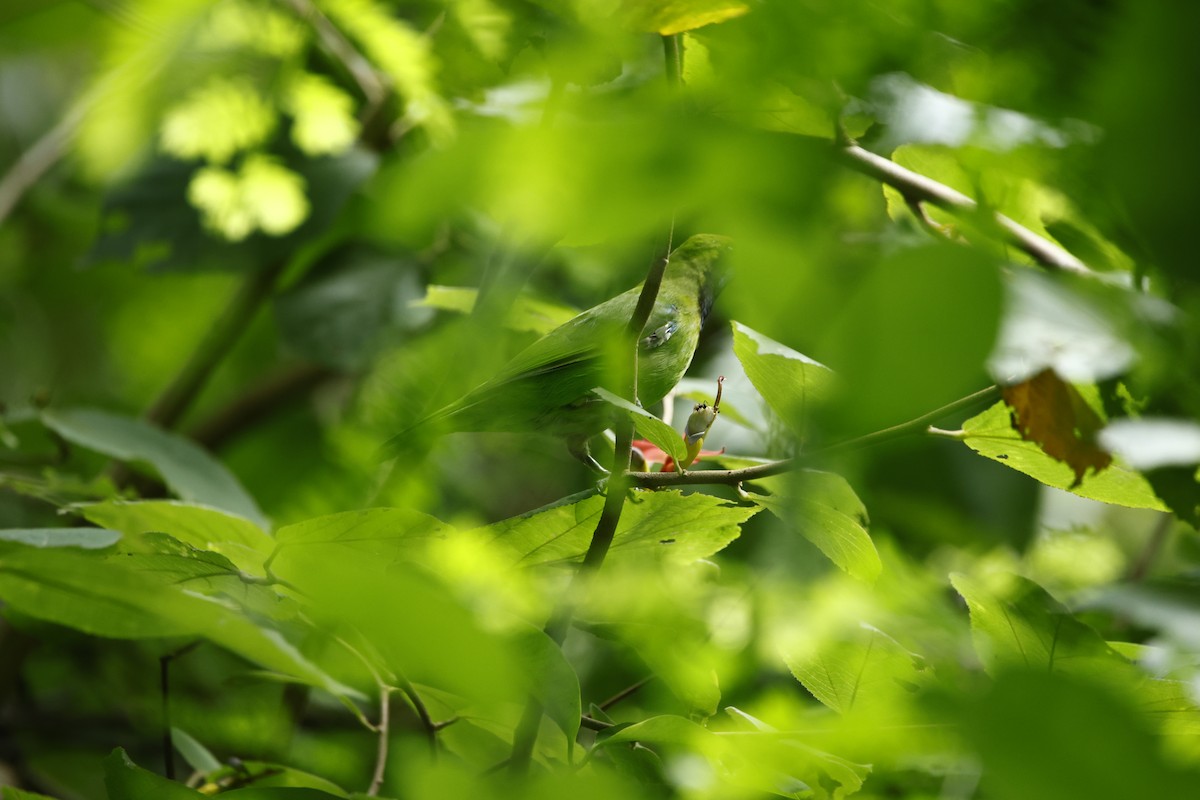 Golden-fronted Leafbird - Teja Yantrapalli