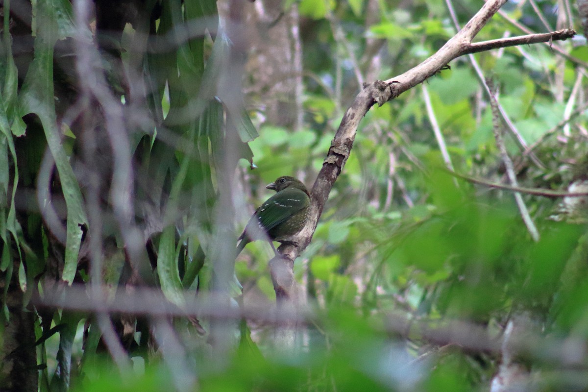 Green Catbird - ML623350832