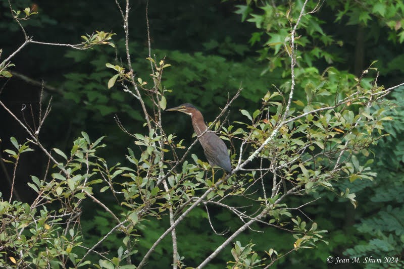 Green Heron - ML623350847