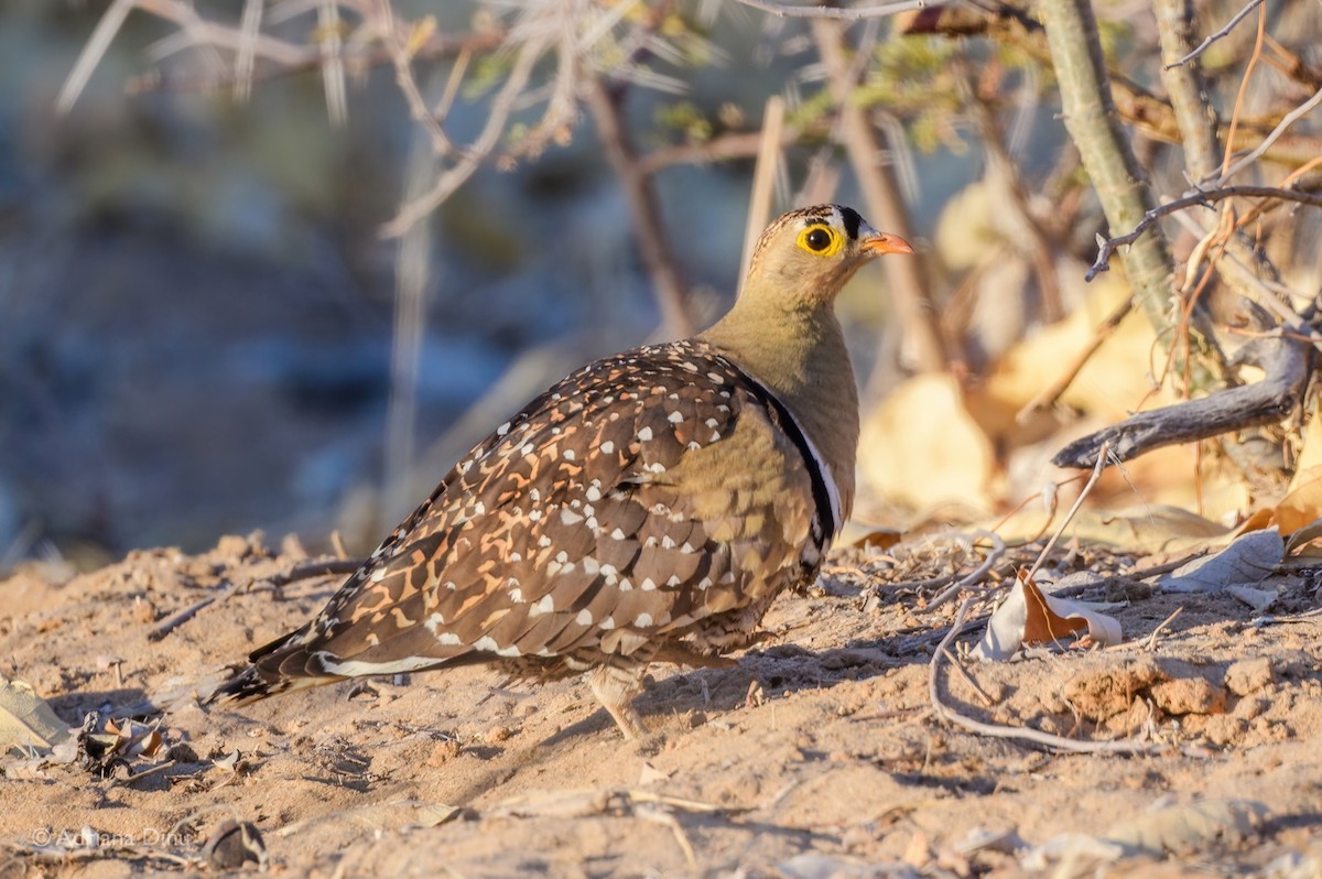 Double-banded Sandgrouse - Adriana Dinu