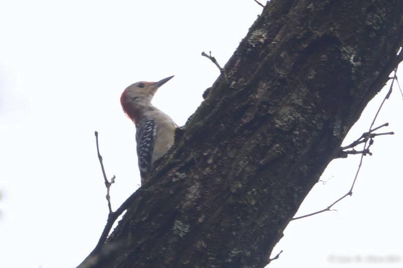 Red-bellied Woodpecker - ML623350850