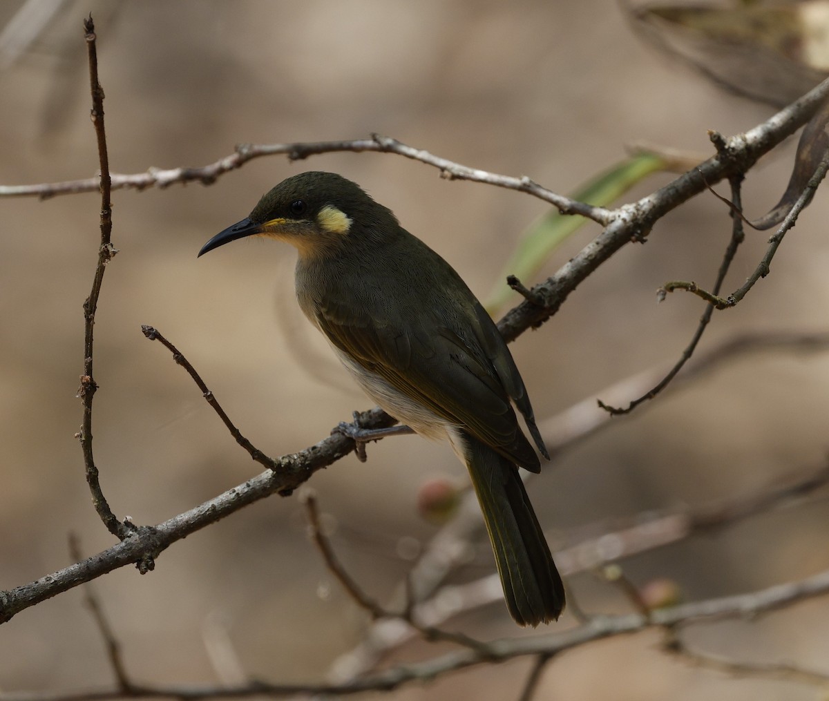 Graceful Honeyeater - ML623350862