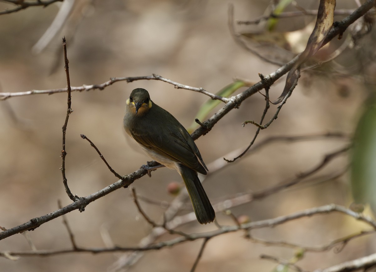 Graceful Honeyeater - ML623350863