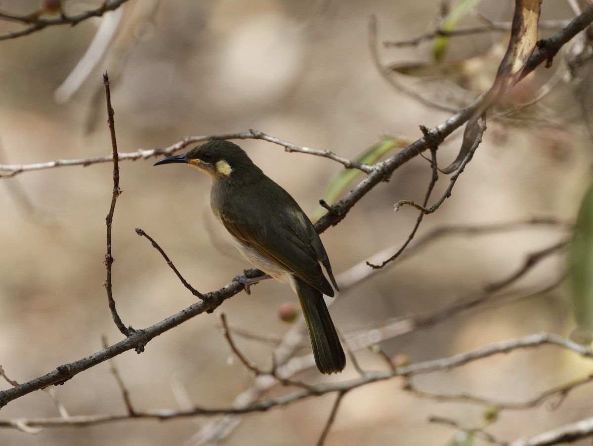 Graceful Honeyeater - ML623350864