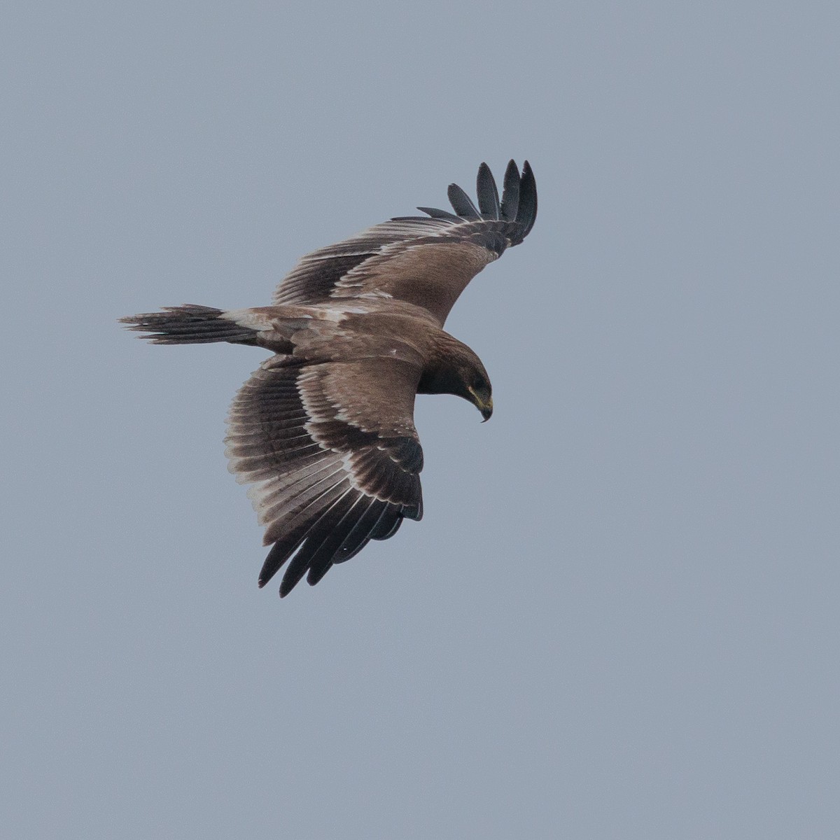 Indian Spotted Eagle - ML623350900