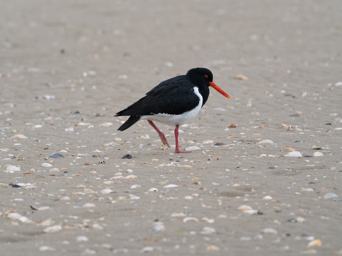 Pied Oystercatcher - Ralph Stadus