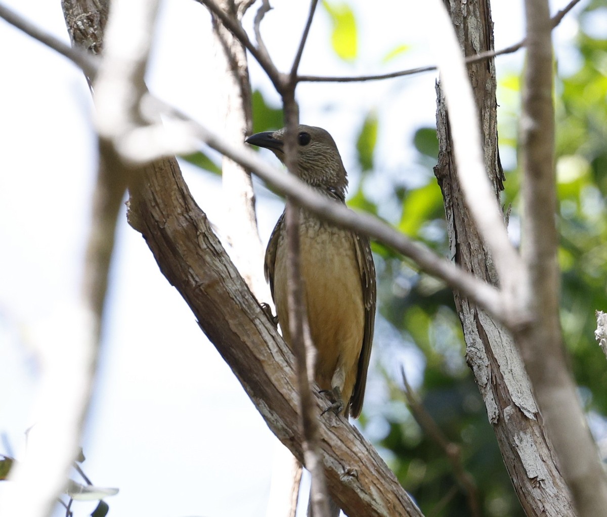 Fawn-breasted Bowerbird - Cathy Pert