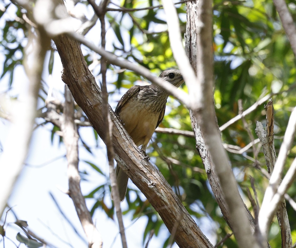 Fawn-breasted Bowerbird - ML623350910