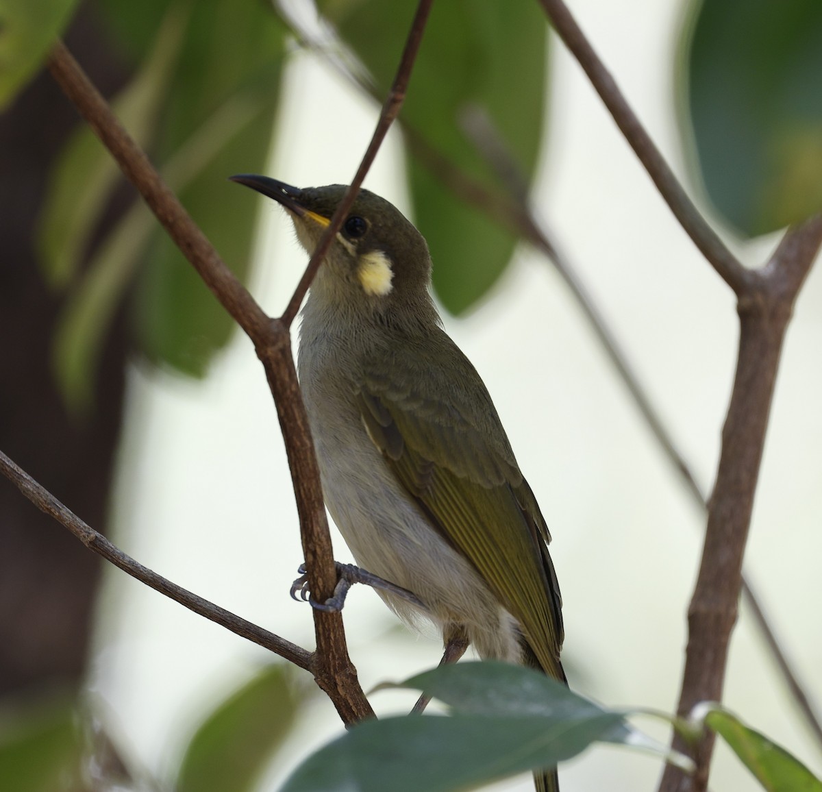 Graceful Honeyeater - ML623350920