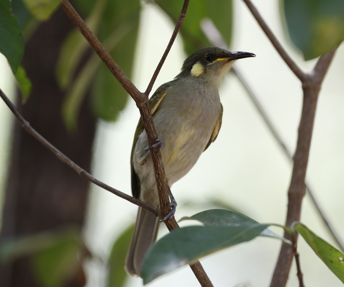 Graceful Honeyeater - ML623350921