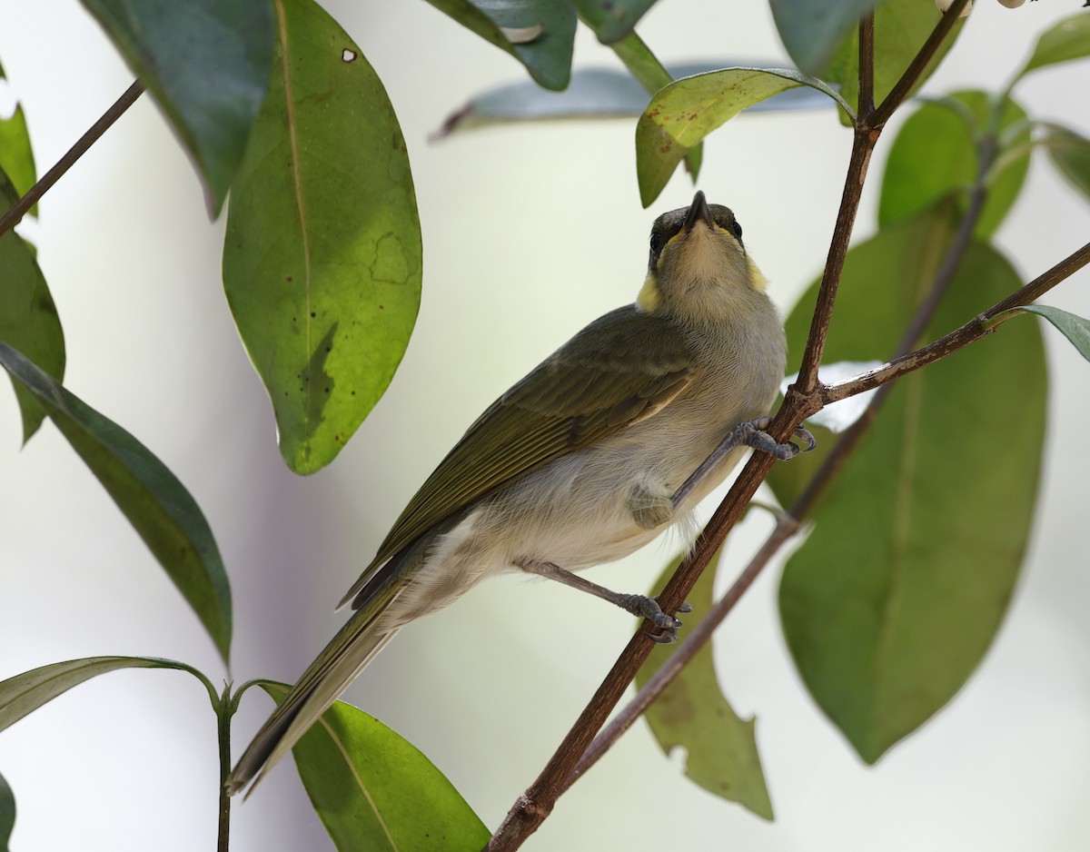 Graceful Honeyeater - ML623350922