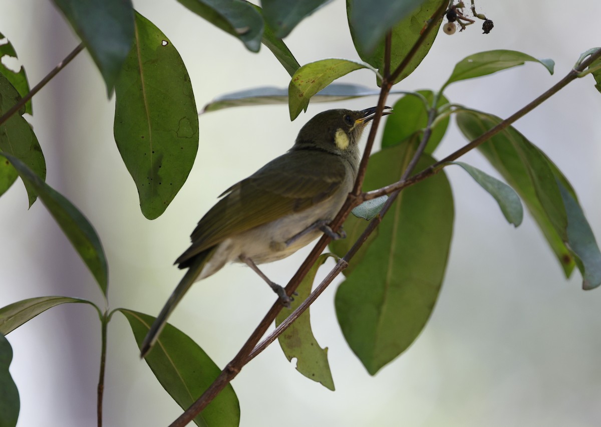 Graceful Honeyeater - ML623350923