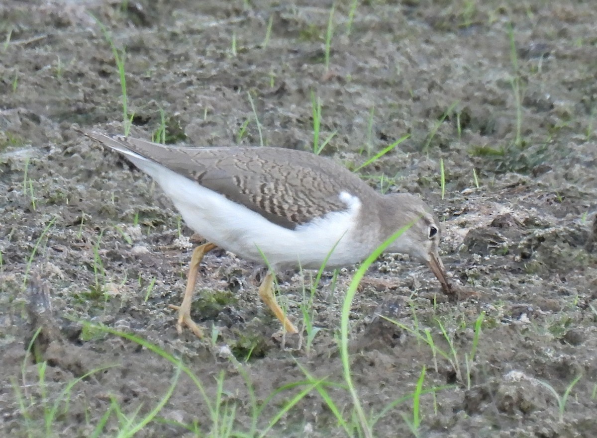 Spotted Sandpiper - ML623351027