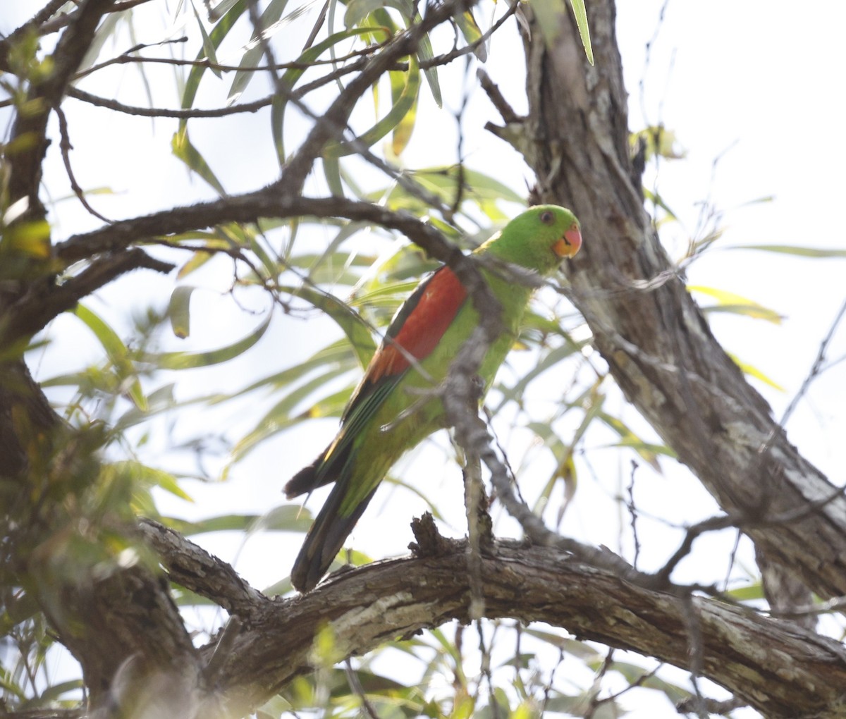 Red-winged Parrot - ML623351030