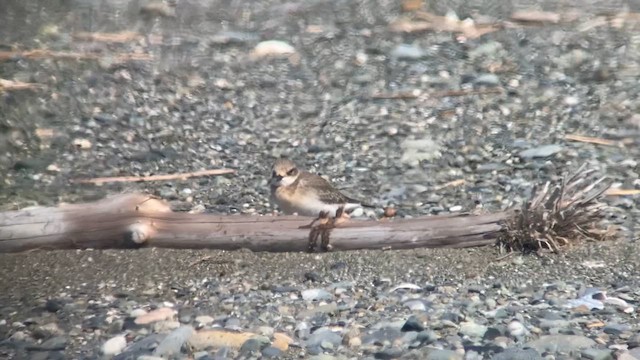 Siberian Sand-Plover - ML623351034