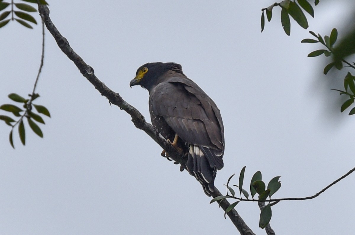 Mountain Serpent-Eagle - ML623351096