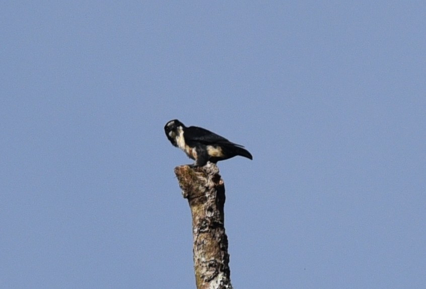 Black-thighed Falconet - ML623351122