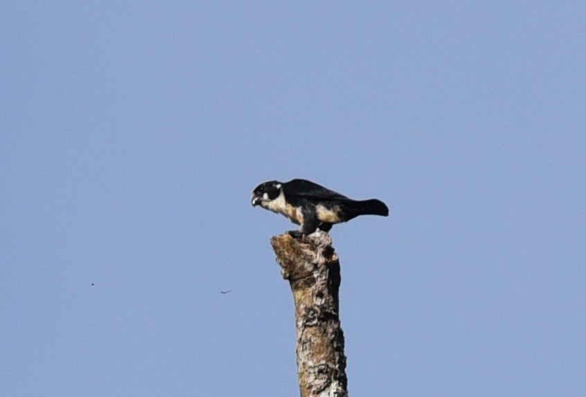 Black-thighed Falconet - ML623351123