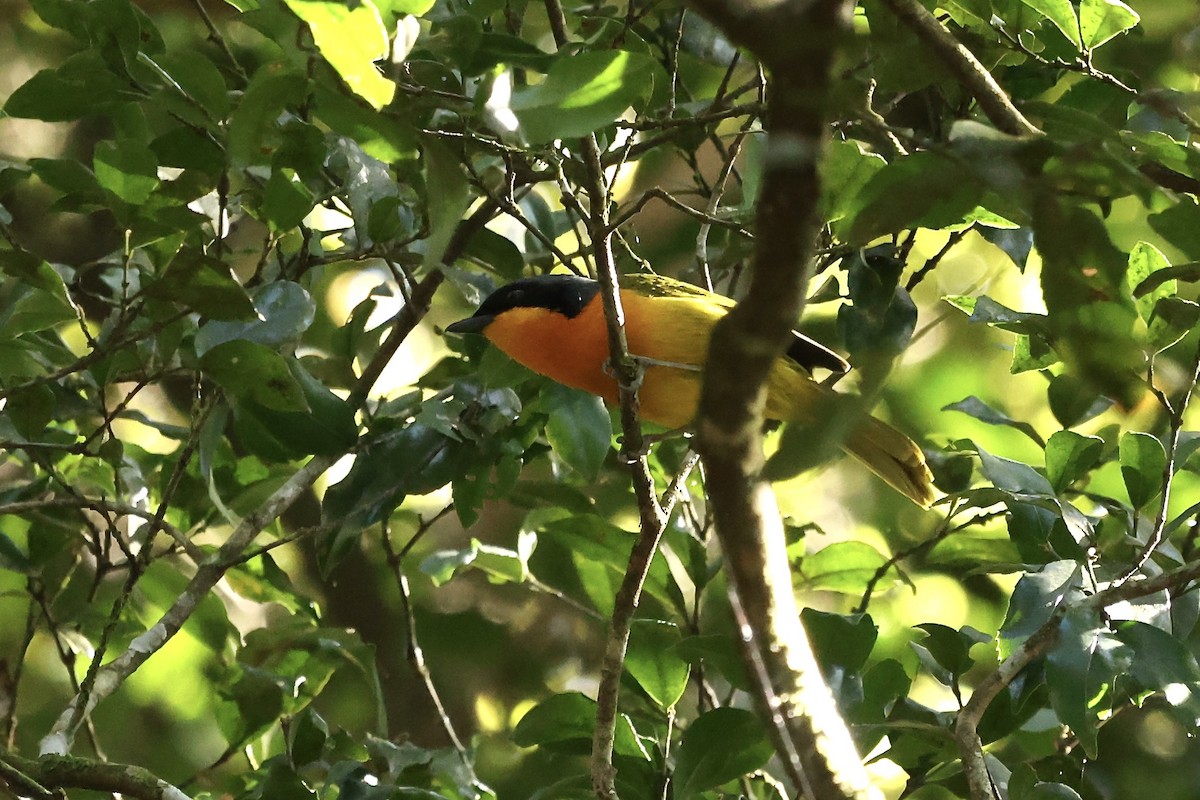 Black-fronted Bushshrike - Grant Olwage