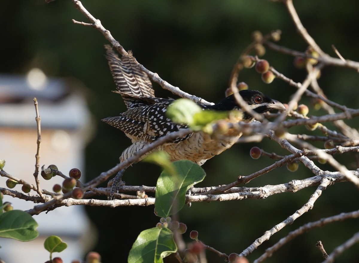 Pacific Koel - Cathy Pert