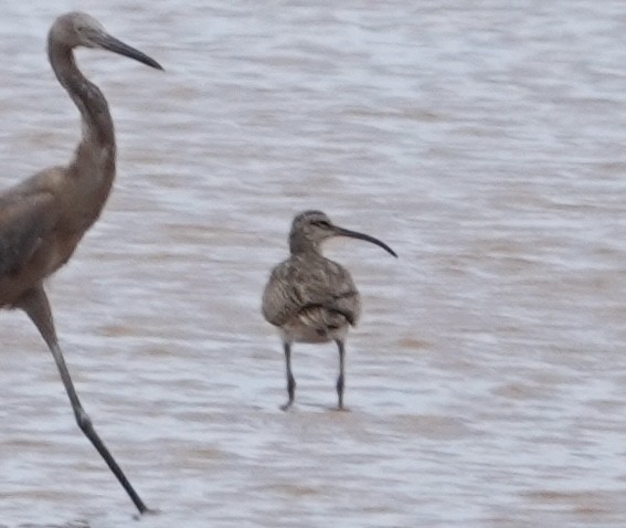 Whimbrel (Hudsonian) - ML623351176