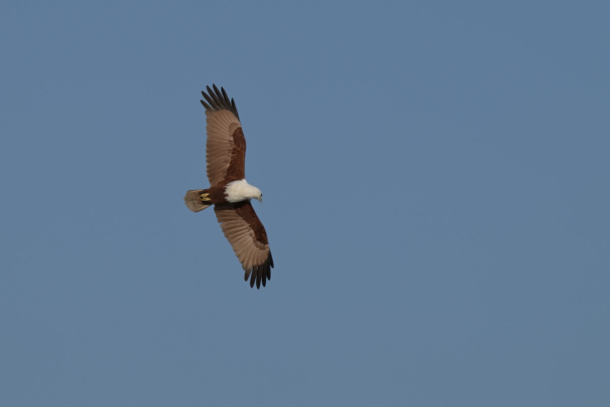 Brahminy Kite - ML623351228