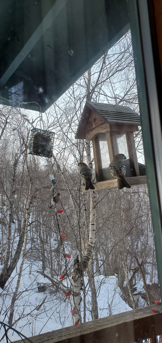 Pine Grosbeak - ML623351262