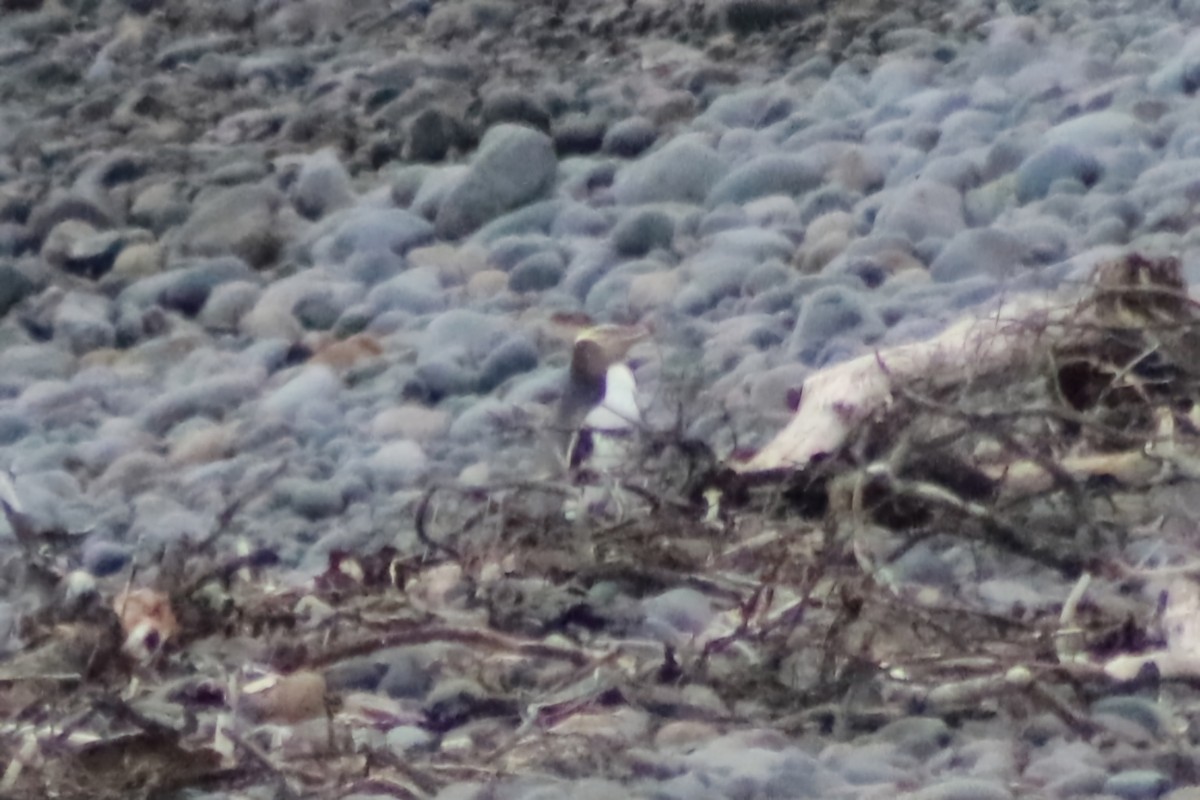 Yellow-eyed Penguin - ML623351267