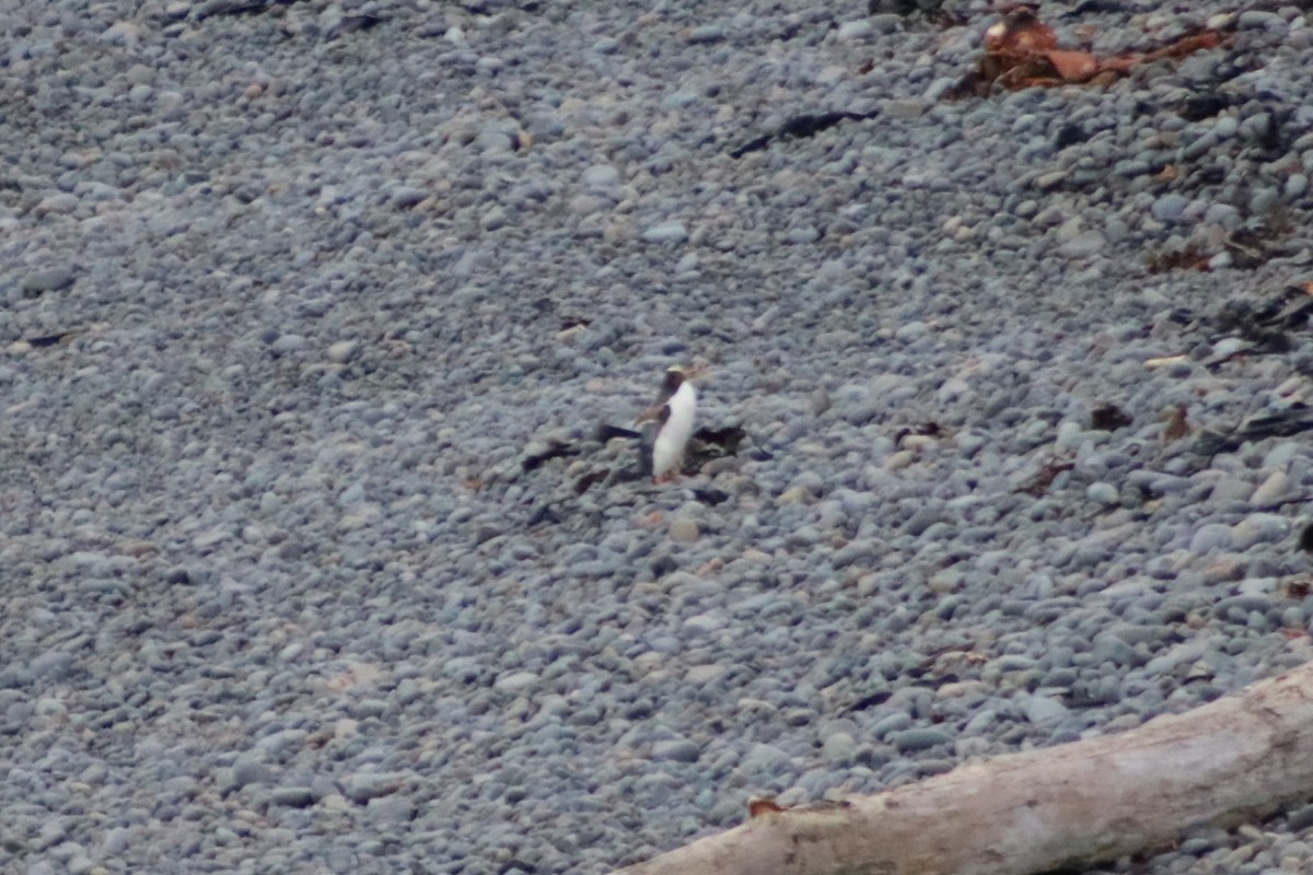 Yellow-eyed Penguin - ML623351268