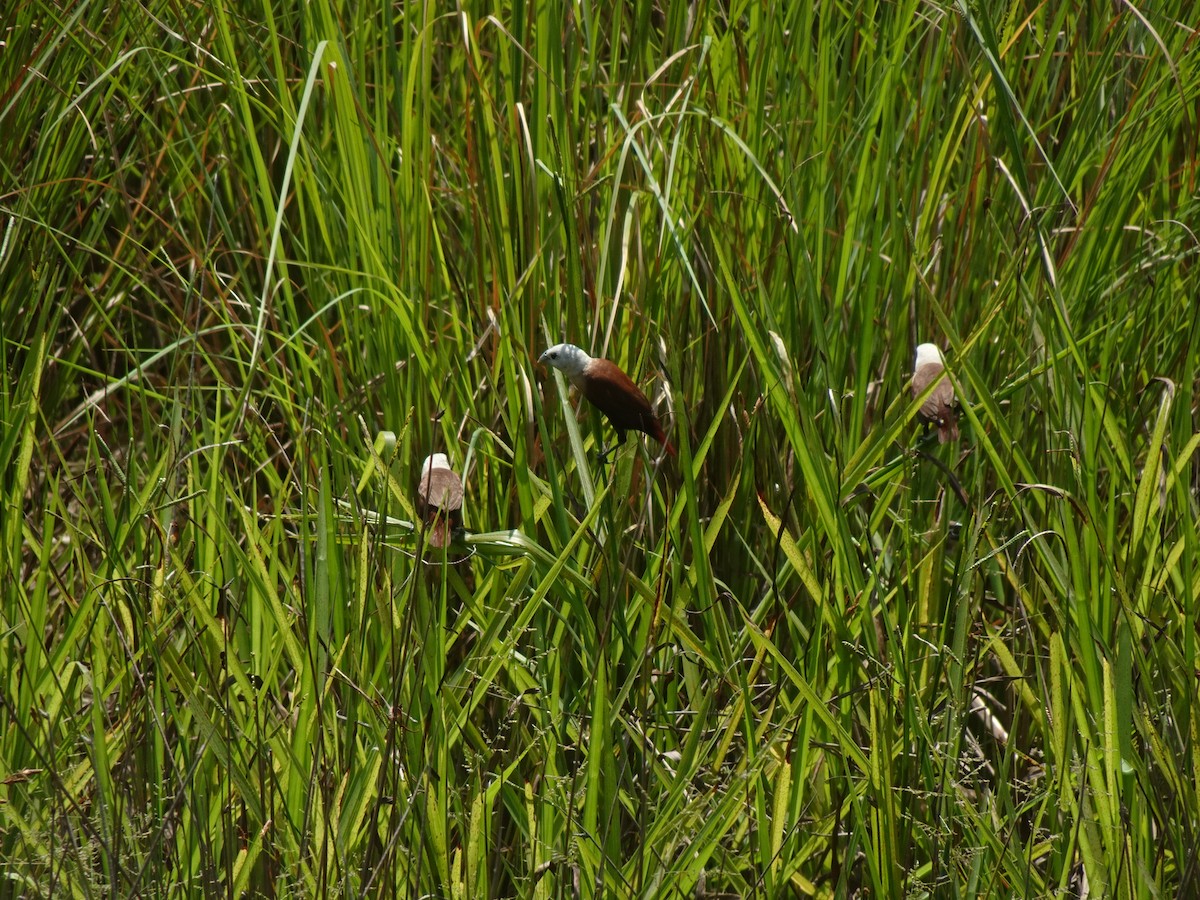 White-headed Munia - ML623351314