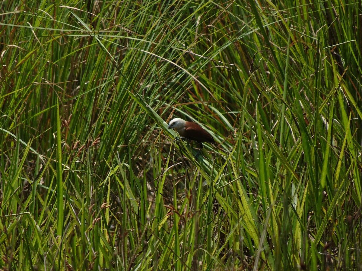 White-headed Munia - ML623351315