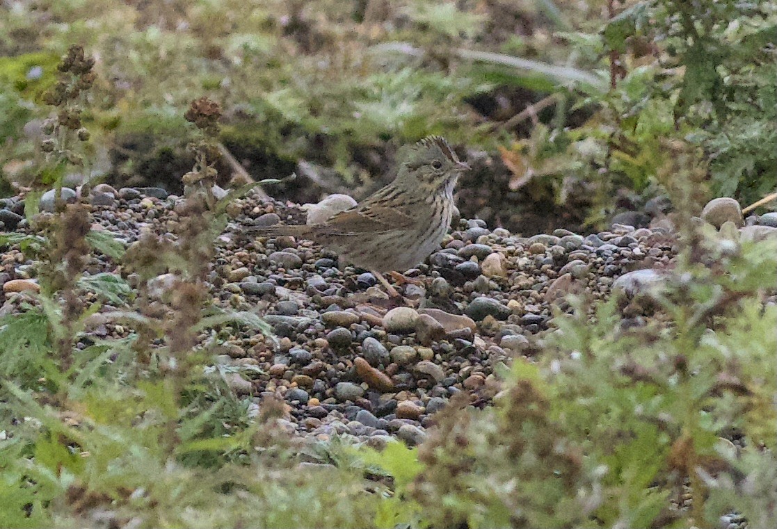 Lincoln's Sparrow - ML623351419