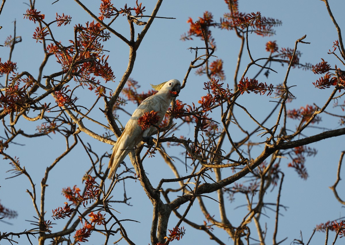 Sulphur-crested Cockatoo - ML623351483