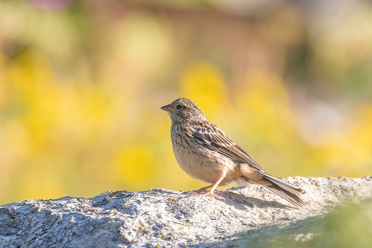 Rock Bunting - ML623351485