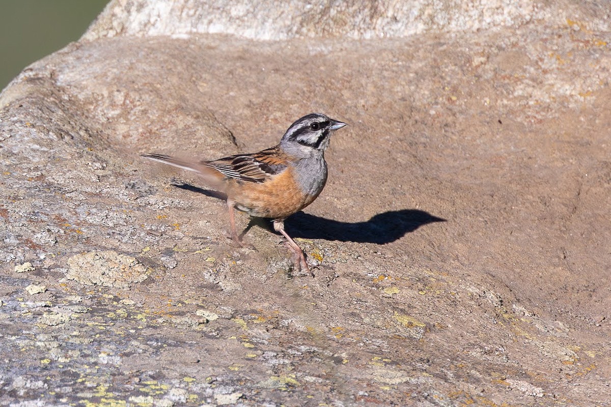 Rock Bunting - ML623351489