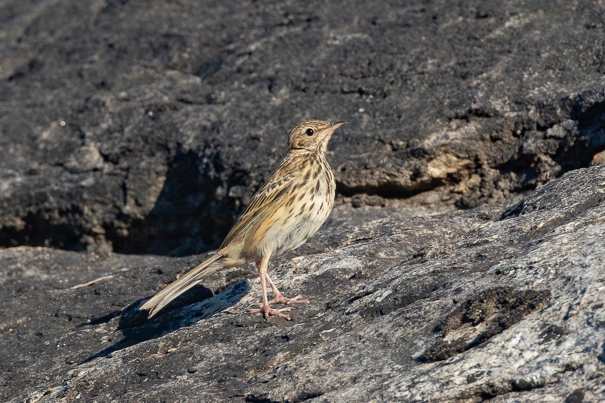 Tree Pipit - ML623351490