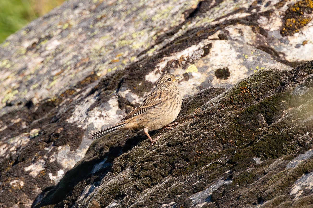 Rock Bunting - ML623351491