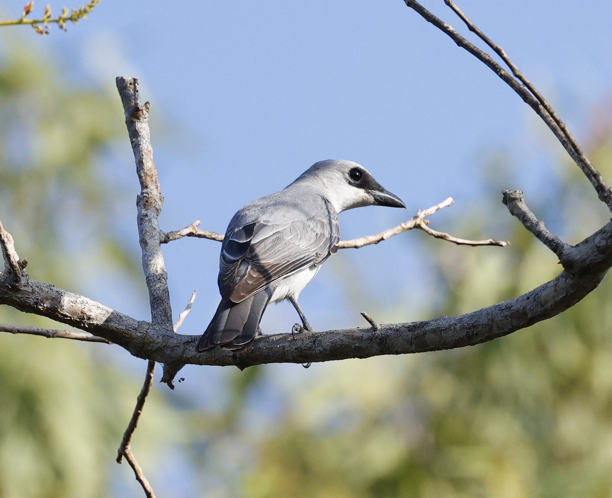 White-bellied Cuckooshrike - ML623351494